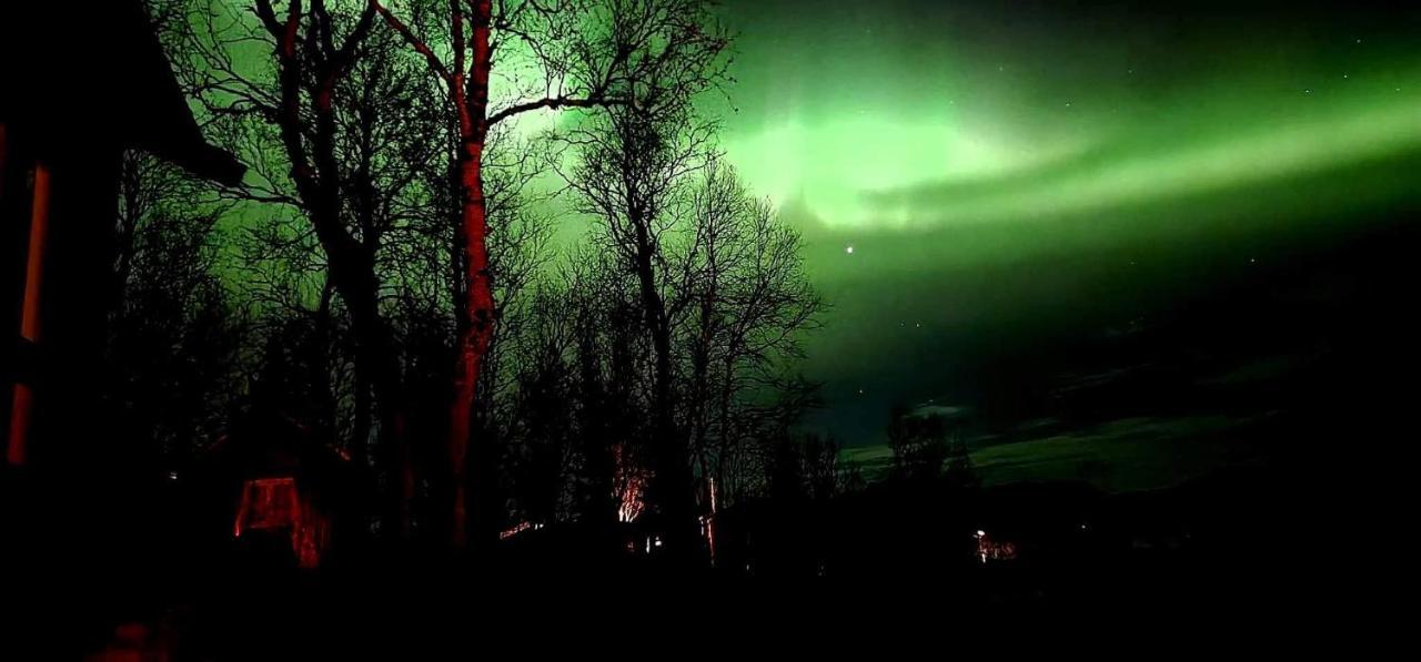 Cosy In North-norway, Nearby Senja. *